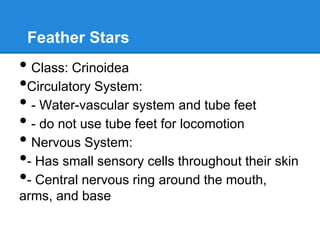 Feather Stars
• Class: Crinoidea
•Circulatory System:
• - Water-vascular system and tube feet
• - do not use tube feet for locomotion
• Nervous System:
•- Has small sensory cells throughout their skin
•- Central nervous ring around the mouth,
arms, and base
 