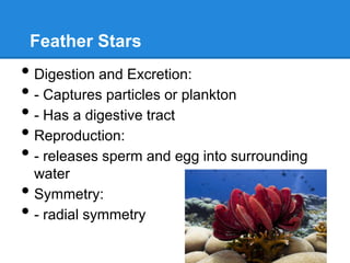 Feather Stars
• Digestion and Excretion:
• - Captures particles or plankton
• - Has a digestive tract
• Reproduction:
• - releases sperm and egg into surrounding
    water
•   Symmetry:
•   - radial symmetry
 
