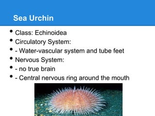 Sea Urchin
• Class: Echinoidea
• Circulatory System:
• - Water-vascular system and tube feet
• Nervous System:
• - no true brain
• - Central nervous ring around the mouth
 