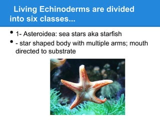 Living Echinoderms are divided
into six classes...
• 1- Asteroidea: sea stars aka starfish
• - star shaped body with multiple arms; mouth
 directed to substrate
 
