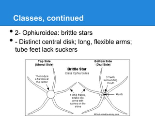 Classes, continued
• 2- Ophiuroidea: brittle stars
• - Distinct central disk; long, flexible arms;
  tube feet lack suckers
 