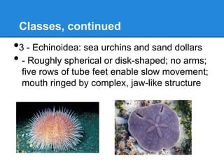 Classes, continued
•3 - Echinoidea: sea urchins and sand dollars
• - Roughly spherical or disk-shaped; no arms;
 five rows of tube feet enable slow movement;
 mouth ringed by complex, jaw-like structure
 