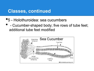 Classes, continued
•5 - Holothuroidea: sea cucumbers
•   - Cucumber-shaped body; five rows of tube feet;
    additional tube feet modified
 