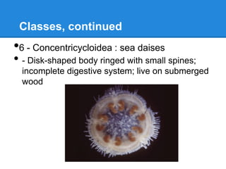 Classes, continued
•6 - Concentricycloidea : sea daises
• - Disk-shaped body ringed with small spines;
  incomplete digestive system; live on submerged
  wood
 