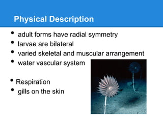 Physical Description
•   adult forms have radial symmetry
•   larvae are bilateral
•   varied skeletal and muscular arrangement
•   water vascular system

• Respiration
• gills on the skin
 