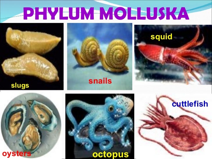 Phyla of kingdom animalia