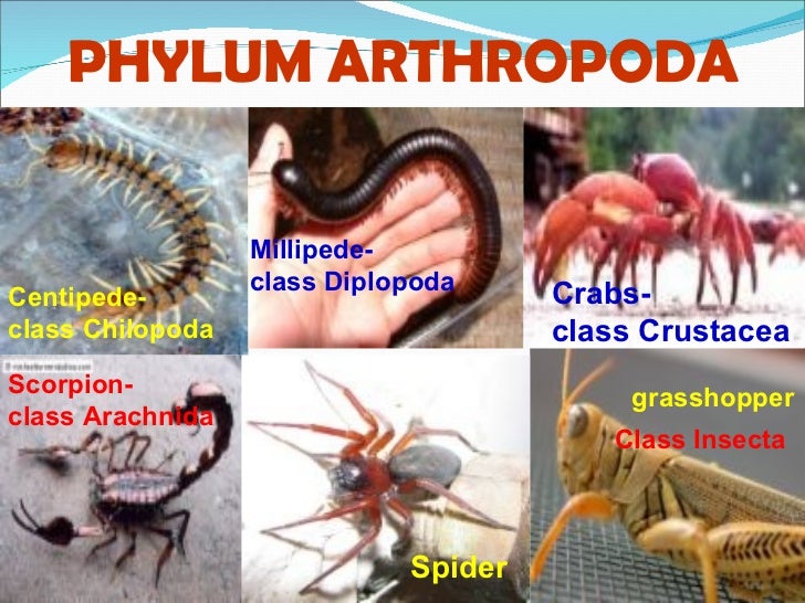 Phyla of kingdom animalia