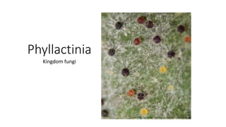 Phyllactinia
Kingdom fungi
 