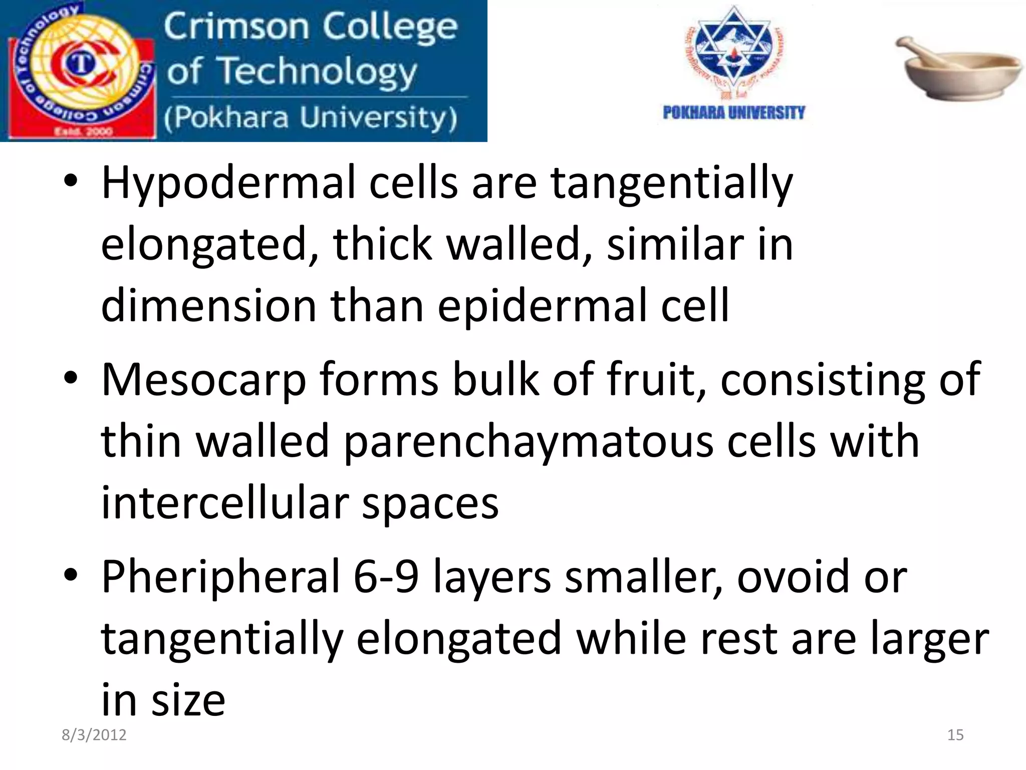 • Hypodermal cells are tangentially
elongated, thick walled, similar in
dimension than epidermal cell
• Mesocarp forms bulk of fruit, consisting of
thin walled parenchaymatous cells with
intercellular spaces
• Pheripheral 6-9 layers smaller, ovoid or
tangentially elongated while rest are larger
in size8/3/2012 15
 