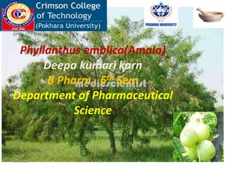 Phyllanthus emblica(Amala)
Deepa kumari karn
B Pharm , 6th Sem
Department of Pharmaceutical
Science
8/3/2012 1
 