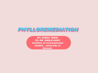 PHYLLOREMEDIATION
PHYLLOREMEDIATION
PHYLLOREMEDIATION
BY: SOMIA TARIQ
TO: DR. OMM-E-HANY
Institute of environmental
studies , university of
Karachi.
 