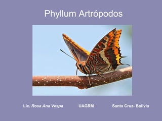 Phyllum Artrópodos Lic.  Rosa Ana Vespa   UAGRM   Santa Cruz- Bolivia 