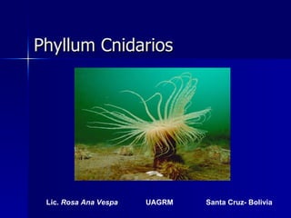Phyllum Cnidarios Lic.  Rosa Ana Vespa   UAGRM   Santa Cruz- Bolivia 
