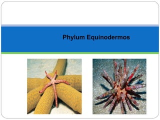 Phyllum Equinodermos
Phylum Equinodermos
 