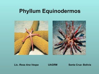 Phyllum Equinodermos Lic.  Rosa Ana Vespa   UAGRM   Santa Cruz- Bolivia 