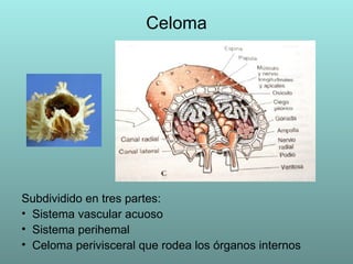 Celoma Subdividido en tres partes:  Sistema vascular acuoso Sistema perihemal Celoma perivisceral que rodea los órganos internos 