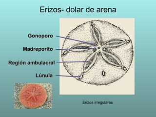 Erizos- dolar de arena Madreporito Gonoporo Región   ambulacral Lúnula Erizos irregulares 