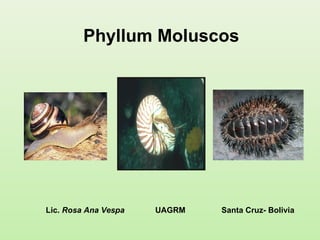 Phyllum Moluscos Lic.  Rosa Ana Vespa   UAGRM   Santa Cruz- Bolivia 