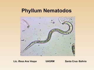 Phyllum Nematodos   Lic.  Rosa Ana Vespa   UAGRM   Santa Cruz- Bolivia 