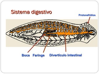 Sistema digestivo Faringe Divertículo intestinal Boca Protonefridios 