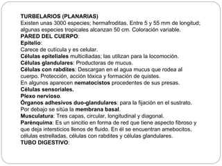 TURBELARIOS (PLANARIAS) Existen unas 3000 especies; hermafroditas. Entre 5 y 55 mm de longitud; algunas especies tropicales alcanzan 50 cm. Coloración variable. PARED DEL CUERPO : Epitelio : Carece de cutícula y es celular. Células epiteliales  multiciliadas; las utilizan para la locomoción. Células glandulares : Productoras de mucus. Células con rabdites : Descargan en el agua mucus que rodea al cuerpo. Protección, acción tóxica y formación de quistes. En algunos aparecen  nematocistos  procedentes de sus presas. Células sensoriales. Plexo nervioso . Órganos adhesivos duo-glandulares : para la fijación en el sustrato. Por debajo se sitúa la  membrana basal . Musculatura : Tres capas, circular, longitudinal y diagonal. Parénquima : Es un sincitio en forma de red que tiene aspecto fibroso y que deja intersticios llenos de fluido. En él se encuentran amebocitos, células estrelladas, células con rabdites y células glandulares. TUBO DIGESTIVO : 