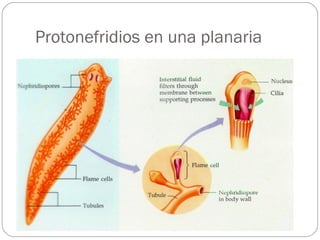 Protonefridios en una planaria 