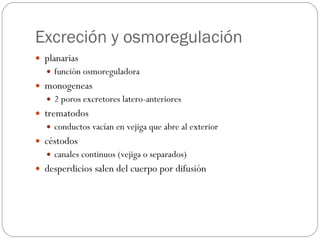 Excreción y osmoregulación planarias función osmoreguladora monogeneas 2 poros excretores latero-anteriores trematodos conductos vacían en vejiga que abre al exterior  céstodos canales continuos (vejiga o separados) desperdicios salen del cuerpo por difusión 