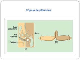 Cópula de planarias 