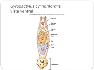 Gyrodactylus cylindriformis vista ventral 