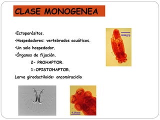 Ectoparásitos. Hospedadores: vertebrados acuáticos. Un solo hospedador. Órganos de fijación. 2- PROHAPTOR. 1-OPISTOHAPTOR. Larva girodactiloide: oncomiracidio CLASE MONOGENEA 