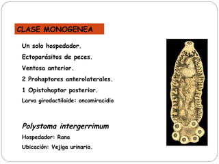 Un solo hospedador . Ectoparásitos de peces. Ventosa anterior. 2 Prohaptores anterolaterales. 1 Opistohaptor posterior. Larva girodactiloide: oncomiracidio Polystoma intergerrimum Hospedador: Rana Ubicación: Vejiga urinaria.  CLASE MONOGENEA 