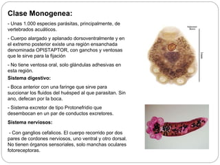Clase Monogenea: - Unas 1.000 especies parásitas, principalmente, de vertebrados acuáticos. - Cuerpo alargado y aplanado dorsoventralmente y en el extremo posterior existe una región ensanchada denominada OPISTAPTOR, con ganchos y ventosas que le sirve para la fijación - No tiene ventosa oral, solo glándulas adhesivas en esta región. Sistema digestivo: - Boca anterior con una faringe que sirve para succionar los fluidos del huésped al que parasitan. Sin ano, defecan por la boca. - Sistema excretor de tipo Protonefridio que desembocan en un par de conductos excretores. Sistema nerviosos: - Con ganglios cefalicos. El cuerpo recorrido por dos pares de cordones nerviosos, uno ventral y otro dorsal. No tienen órganos sensoriales, solo manchas oculares fotoreceptoras. 