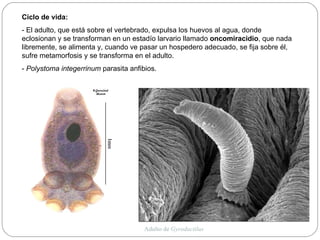 Adulto de  Gyrodactilus Ciclo de vida: - El adulto, que está sobre el vertebrado, expulsa los huevos al agua, donde eclosionan y se transforman en un estadío larvario llamado  oncomiracidio , que nada libremente, se alimenta y, cuando ve pasar un hospedero adecuado, se fija sobre él, sufre metamorfosis y se transforma en el adulto. -  Polystoma integerrinum  parasita anfibios. 