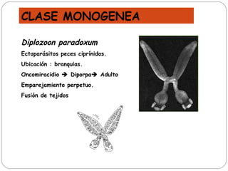 Diplozoon paradoxum Ectoparásitos peces ciprínidos. Ubicación : branquias. Oncomiracidio    Diporpa   Adulto Emparejamiento perpetuo. Fusión de tejidos CLASE MONOGENEA 