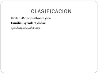 CLASIFICACION Orden Monopisthocotylea  Familia Gyrodactylidae Gyrodactylus cichlidarum   