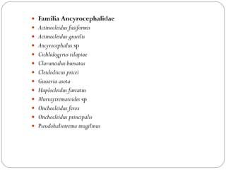 Familia Ancyrocephalidae Actinocleidus fusiformis  Actinocleidus gracilis  Ancyrocephalus  sp Cichlidogyrus tilapiae  Clavunculus bursatus Cleidodiscus pricei  Gussevia asota  Haplocleidus furcatus  Murraytrematoides  sp Onchocleidus ferox  Onchocleidus principalis  Pseudohaliotrema mugilinus   