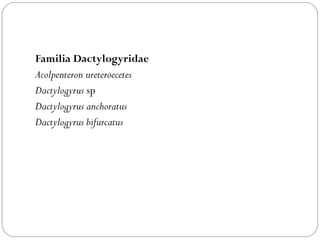 Familia Dactylogyridae Acolpenteron ureteroecetes  Dactylogyrus  sp Dactylogyrus anchoratus  Dactylogyrus bifurcatus   