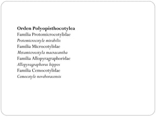 Orden Polyopisthocotylea  Familia Protomicrocotylidae Protomicrocotyle mirabilis  Familia Microcotylidae Metamicrocotyla macracantha  Familia Allopyragraphoridae Allopyragraphorus hippos  Familia Cemocotylidae Cemocotyle noveboracensis   