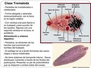Clase Trematoda - Parásitas de invertebrados o vertebrados. - Forma alargada y aplanada dorsoventralmente, con la boca en la región cefálica - Con ventosa oral para fijarse a su huésped y para succión de los líquidos. Algunos con una segunda ventosa en la boca, el acetábulo.  Alimentación y sistema digestivo: - Parásitos, se alimentan de los líquidos que succionan por bombeo del huésped. - El esófago se va a dividir formando dos sacos ciegos o sacos intestinales. - No tiene sistemas de transporte interno.  Sacos distribuyen nutrientes a través de los fluidos del parénquima. Presentar un par de protonefridios que se disponen a ambos lados del cuerpo. 
