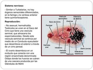 Sistema nervioso: - Similar a Turbelarios, no hay órganos sensoriales diferenciados, en la faringe y la ventosa anterior tiene quimiorreceptores. Reproducción: - No asexual, hermafrodita. Testiculos se unen en el Saco del Cirro que tiene una vesícula seminal, que almacena los espermatozoides. Desde esta vesícula seminal se continúa por medio de un Conducto eyaculador que desemboca al exterior a través de un cirro peneal. - El ovario desemboca en un oviducto que conecta con una región ensanchada denominada Ootipo donde los huevos se cubren de una cascara producida por las Glándulas de Mehli 