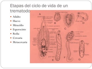 Etapas del ciclo de vida de un trematodo Adulto Huevo Miracidio Esporocisto Redia Cercaria Metacercaria 