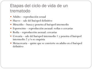 Etapas del ciclo de vida de un trematodo Adulto – reproducción sexual Huevo – sale del huésped definitivo Miracidio – busca y penetra al huésped intermedio Esporocisto – reproducción asexual: redias o cercarias Redia – reproducción asexual: cercarias Cercaria – sale del huésped intermedio 1 y penetra el huésped intermedio 2 y/o se enquista Metacercaria – quiste que se convierte en adulto en el huésped definitivo 