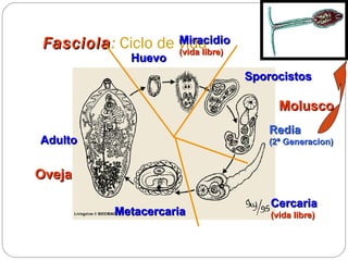 Fasciola :  Ciclo de vida   Huevo Miracidio (vida libre) Redia (2ª Generacion) Cercaria (vida libre) Adulto Sporocistos Metacercaria Oveja Molusco 