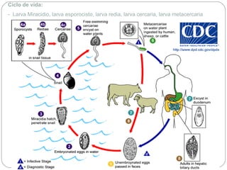 Ciclo de vida: -  Larva Miracidio, larva esporocisto, larva redia, larva cercaria, larva metacercaria 