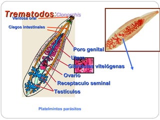 Trematodos : Clonorchis Testículos Glándulas vitelógenas Utero Receptaculo seminal Ovario Poro genital Platelmintos parásitos Ventosa oral Ciegos intestinales 