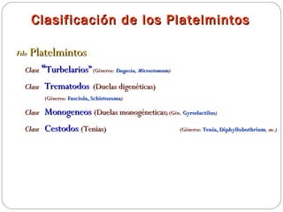Clasificación de los Platelmintos Filo  Platelmintos Clase   “ Turbelarios”  (Géneros:  Dugesia, Microstomum ) Clase   Trematodos   (Duelas digenéticas)  (Géneros:  Fasciola, Schistosoma ) Clase   Monogeneos   (Duelas monogéneticas ) (Gén.  Gyrodactilus ) Clase   Cestodos   (Tenias)   (Géneros:  Tenia, Diphyllobothrium , etc.) 