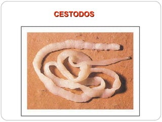 CESTODOS 
