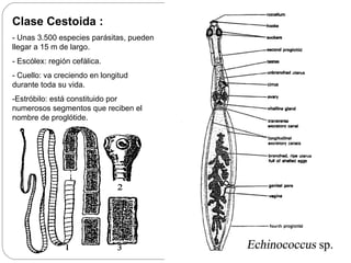 Clase Cestoida : - Unas 3.500 especies parásitas, pueden llegar a 15 m de largo. - Escólex: región cefálica.  - Cuello: va creciendo en longitud durante toda su vida.  -Estróbilo: está constituido por numerosos segmentos que reciben el nombre de proglótide. 