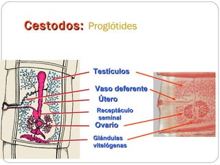 Cestodos:   Proglótides Útero Testículos Ovario Glándulas  vitelógenas Vaso deferente Receptáculo seminal 