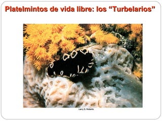 Platelmintos de vida libre: los “Turbelarios” 